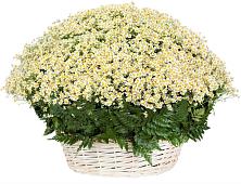 Цветочная композиция из Ромашки в корзине #REPLACE_PRED# Анискино